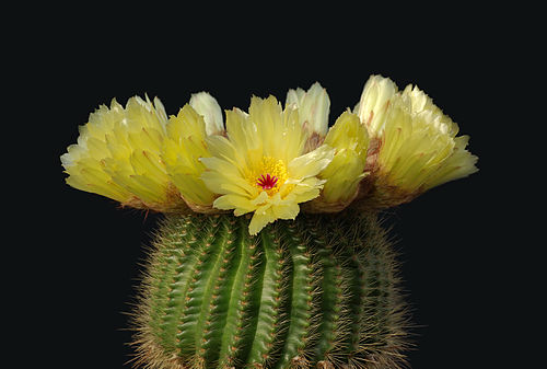 Parodia tenuicylindrica